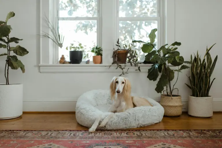 Saluki ruht in einem flauschigen Hundebett