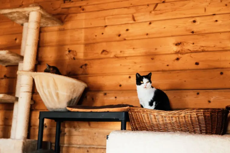 Katzenzimmer mit Kratzbaum und Körbchen