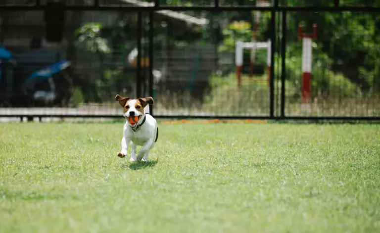 Jack Russell mit Ball im eingezäunten Auslauf