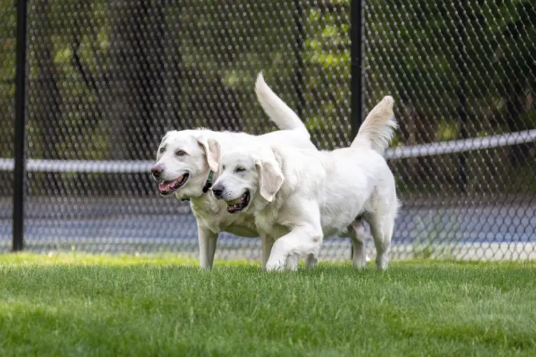 Zwei Retriever im eingezäunten Garten