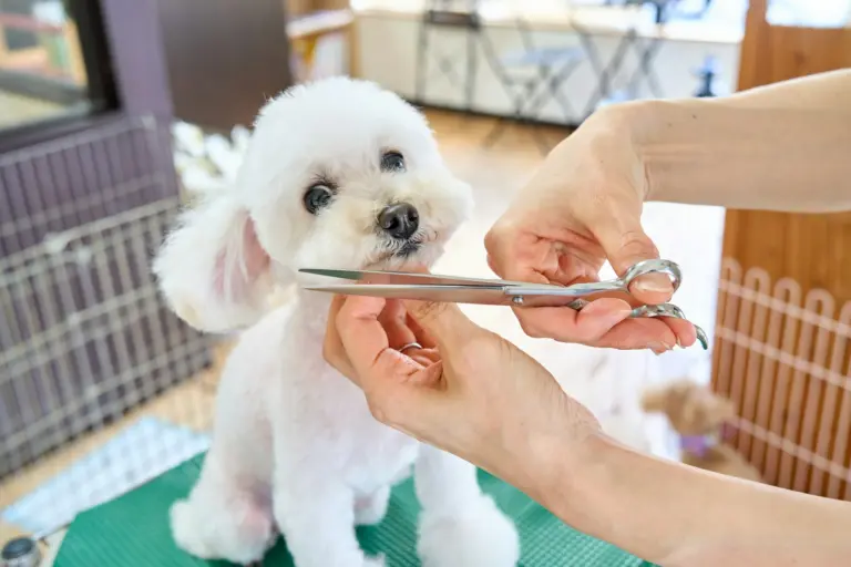 Weißer Pudel bekommt auf dem Pflegetisch die Schnauze geschnitten