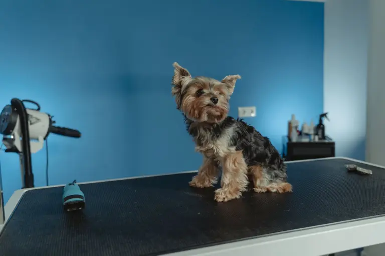 Yorkshire Terrier auf dem Pflegetisch, daneben Schermaschine und Föhn