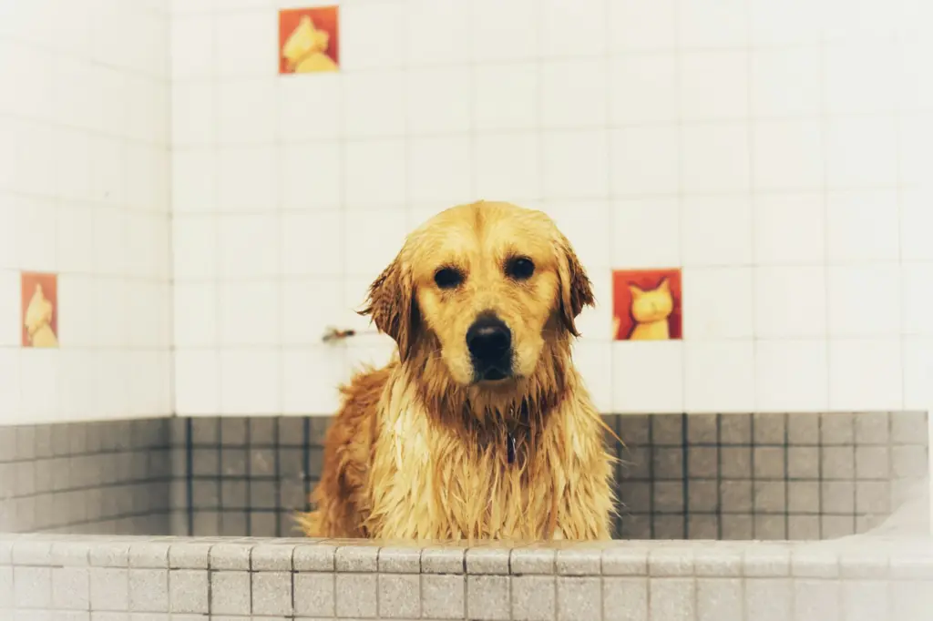 Nasser Golden Retriever in der Hundebadewanne
