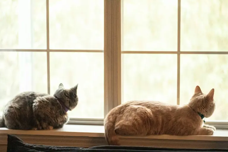 Zwei Katzen schauen vom Fensterbrett nach draußen