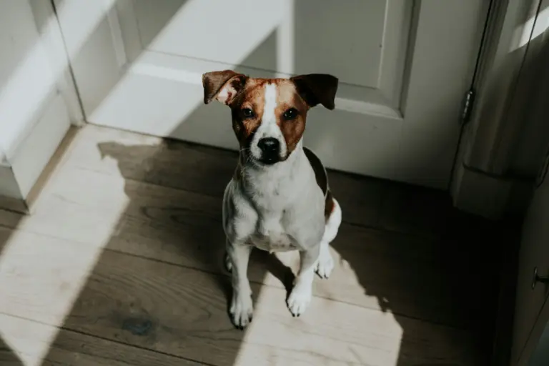 Jack Russell wartet vor der Wohnungstür