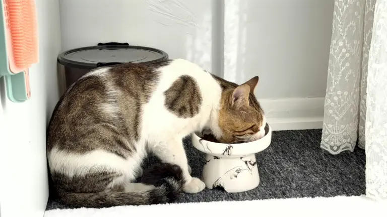 Katze frisst aus einem erhöhten Napf