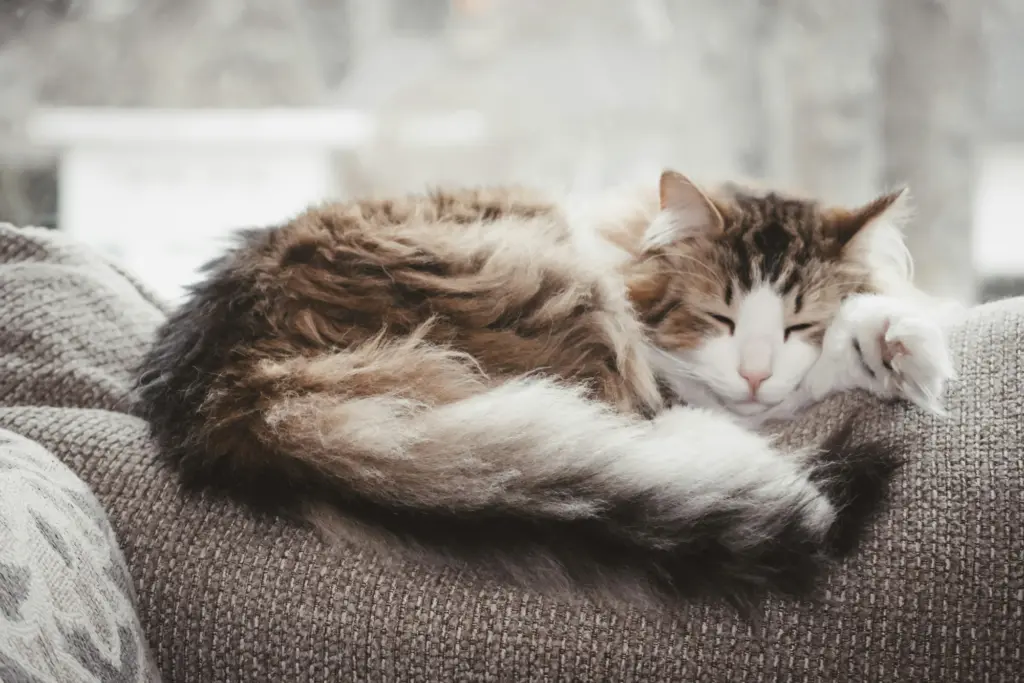 Langhaarige Katze schläft auf der Sofalehne
