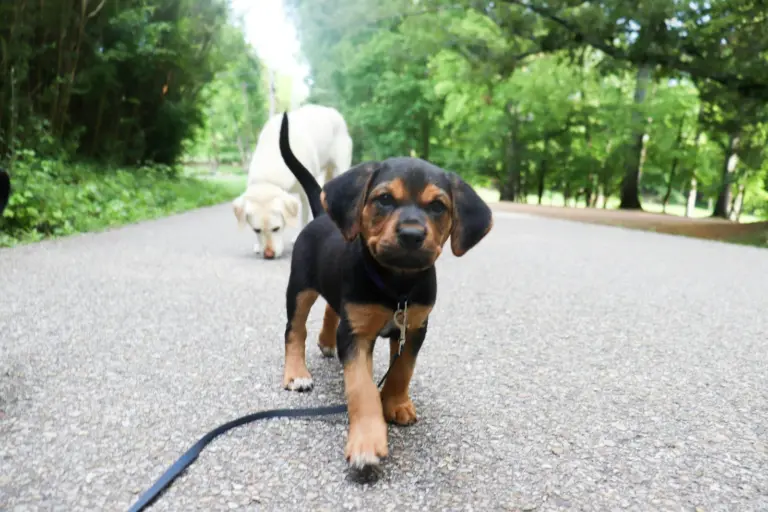 Welpe und Labrador auf einem Parkweg