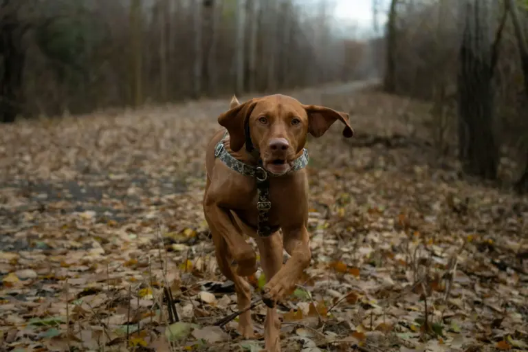 Vizsla rennt über einen herbstlichen Waldweg