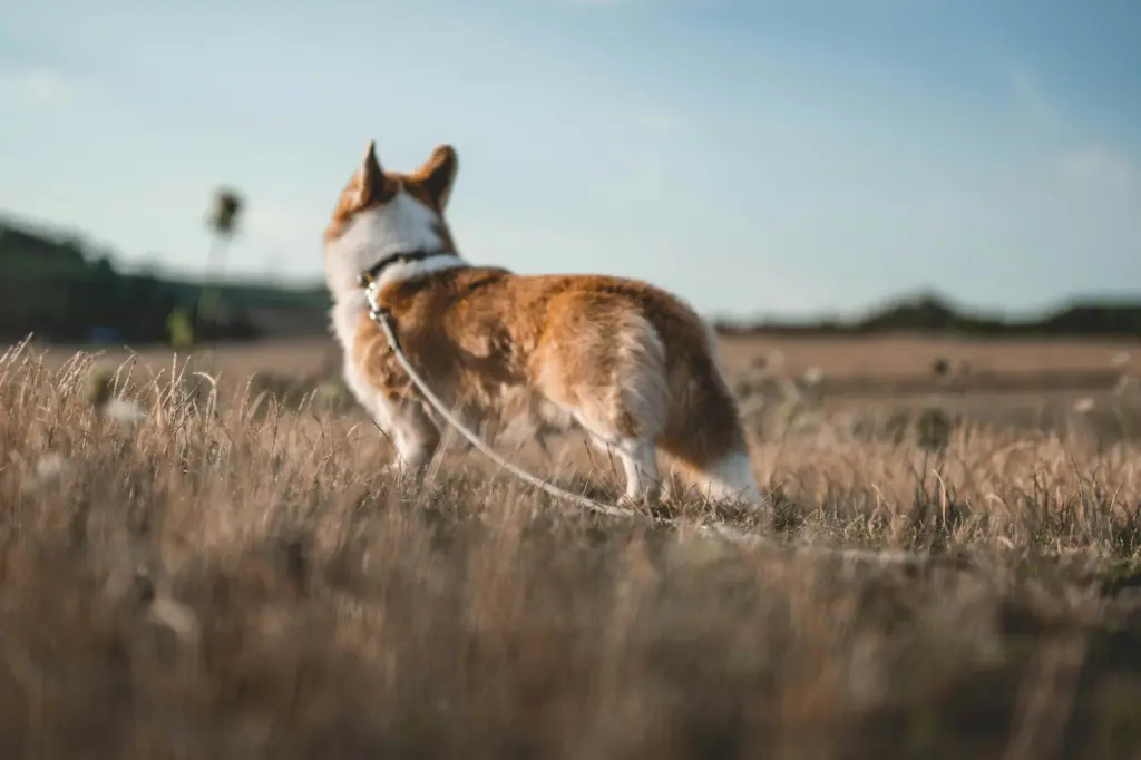 Corgi an der Leine auf einer weiten Wiese