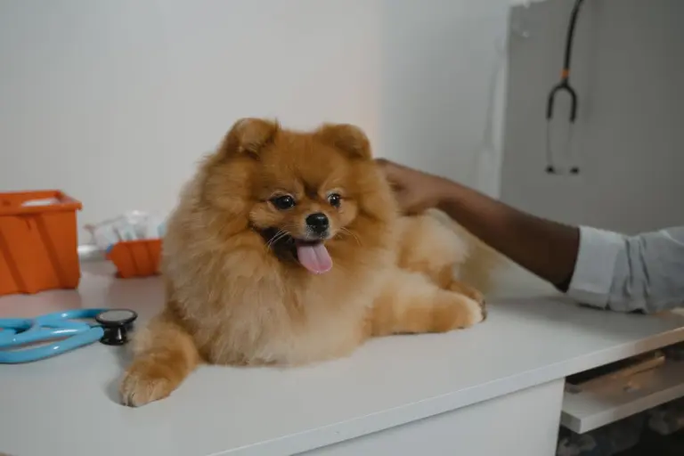 Pomeranian liegt auf dem Behandlungstisch, daneben ein Stethoskop