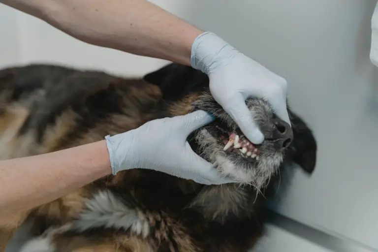 Zahnkontrolle bei einem älteren Schäferhund-Mischling