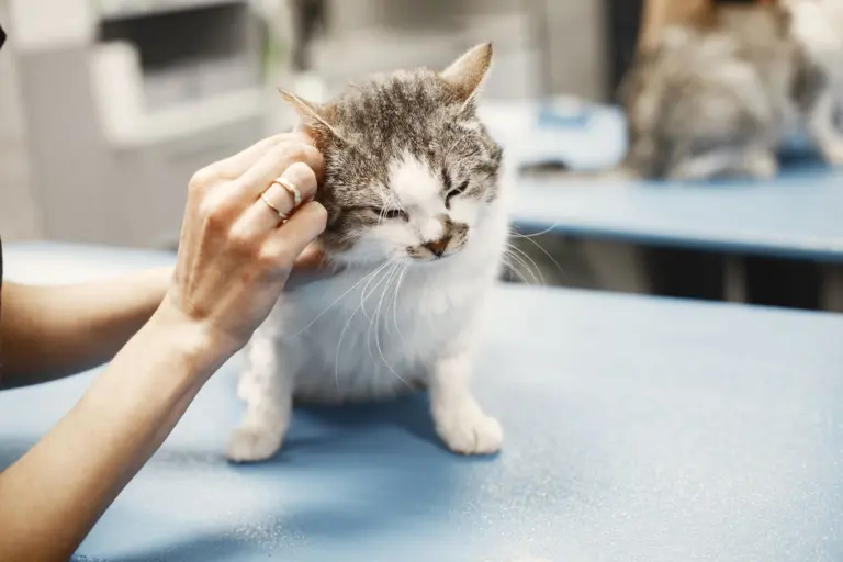 Katze bei der Ohrenkontrolle auf dem Behandlungstisch