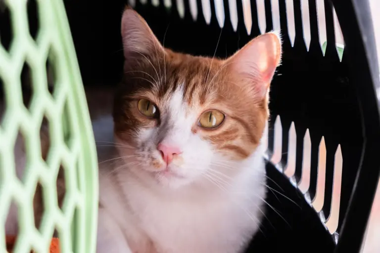 Rot-weiße Katze wartet in der geöffneten Transportbox